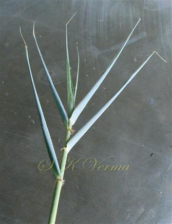  Leaves